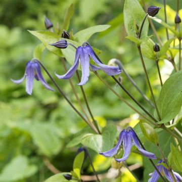 Clematis integrifolia Blue Boy