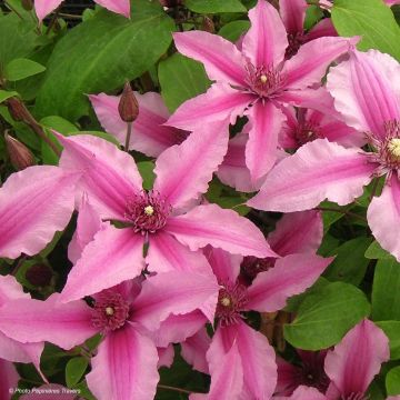 Clematis integrifolia Saphyra Duo Rose