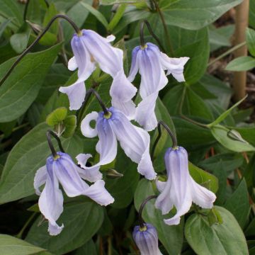 Clematis integrifolia Twinkle