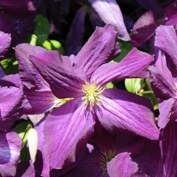 Clematis jackmanii Purpurea