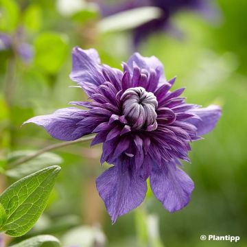 Clematis Kokonoe