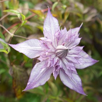 Clematis Lady Kyoko