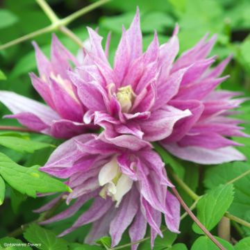 Clematis macropetala Purple Dream