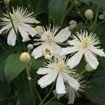 Clematis flammula mandshurica - Clemátide olorosa