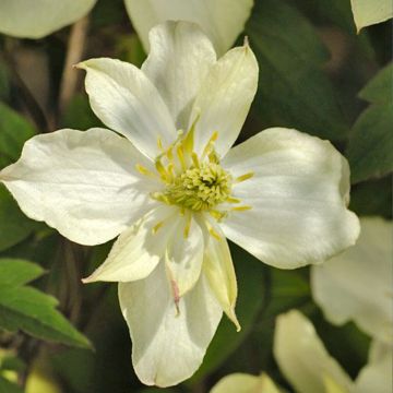 Clematis Morning Yellow