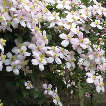 Clematis montana Rubens