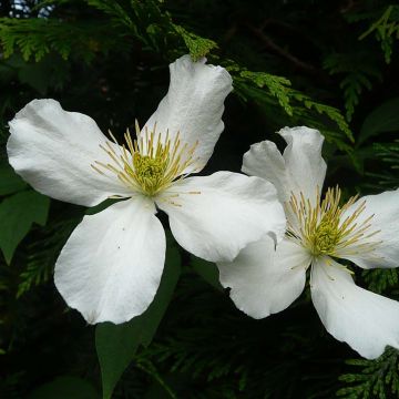 Clematis montana Spooneri