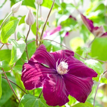 Clematis Rouge Cardinal