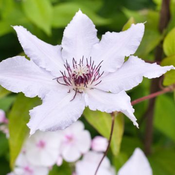 Clematis Snow Queen