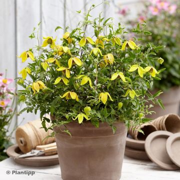 Clematis tangutica Little Lemons