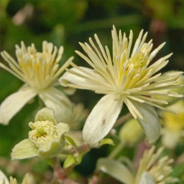 Clematis vitalba