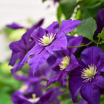 Clematis viticella Aotearoa