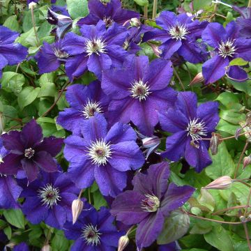 Clematis Happy Birthday