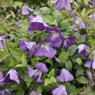 Clematis Little Bas