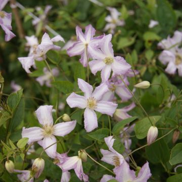 Clematis Little Nell