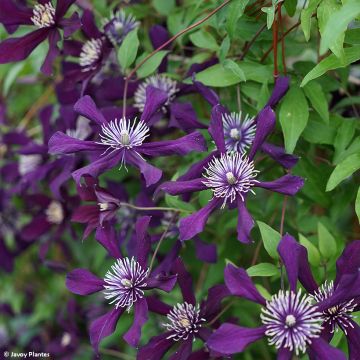 Clematis Panther