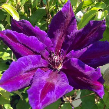 Clematis Wildfire