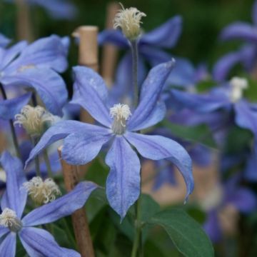 Clematis Arabella