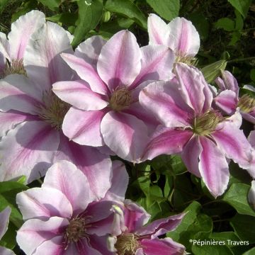 Clematis Bee's Jubilée