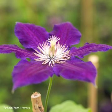 Clematis Black Tea