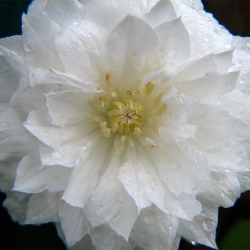 Clematis Arctic Queen