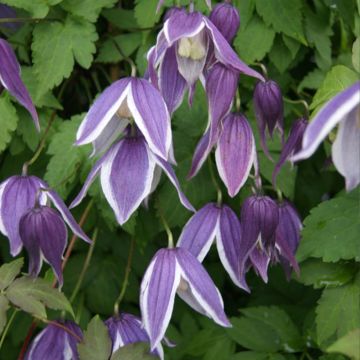 Clematis Blue Eclipse