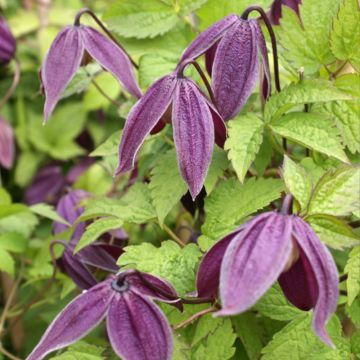 Clematis Brunette