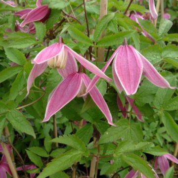 Clematis Columella