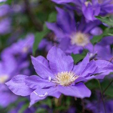 Clematis Couronne Royale