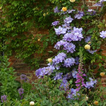 Clematis Diamantina