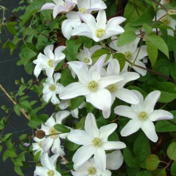 Clematis Huldine