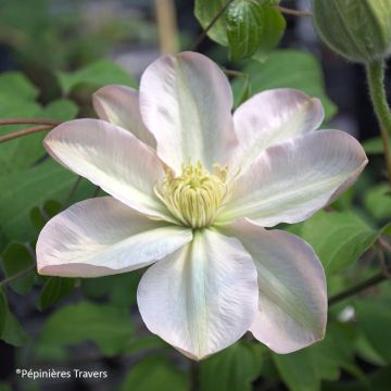 Clematis Jeanes Pink