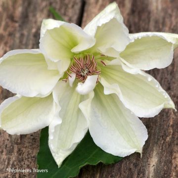 Clematis Mrs. Georges Jackman