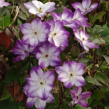 Clematis Pernille