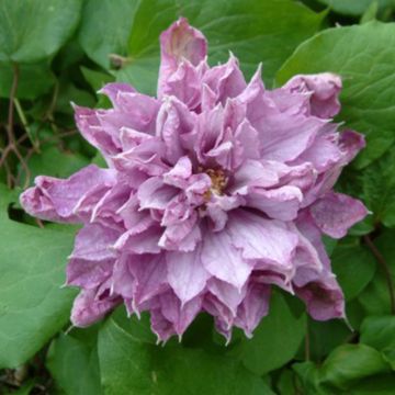 Clematis Proteus