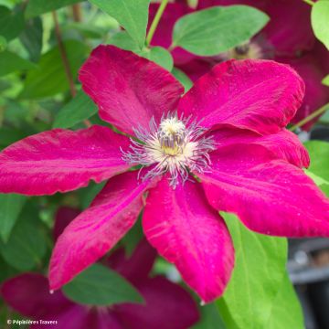 Clematis Solidarnosc