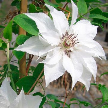 Clematis Sparkler