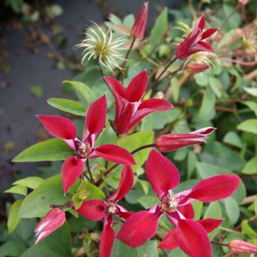 Clematis texensis Gravetye Beauty - Flor de cuero escarlata