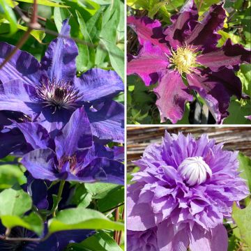 Clematis Mix Blue