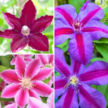 Clematis Mix Red