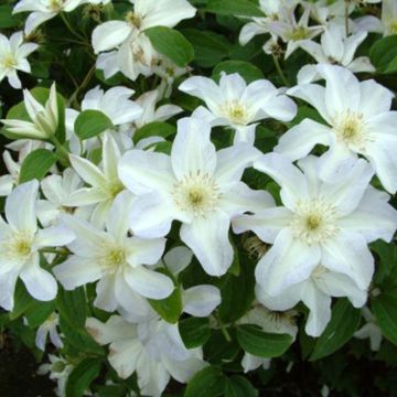 Clematis Yukikomachi