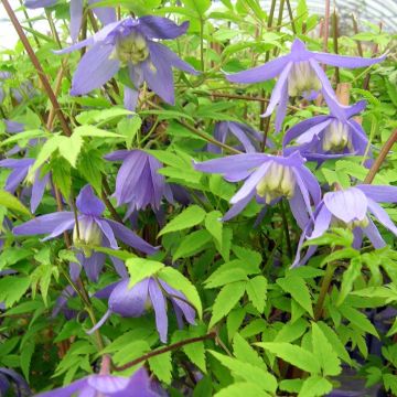 Clematis alpina