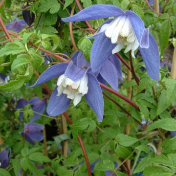 Clematis Francis Rivis