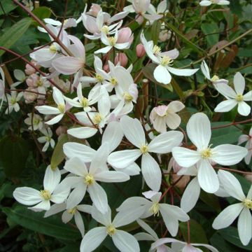 Clematis armandii Apple Blossom - Clemátide de Armand