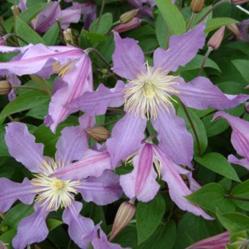 Clematis East River