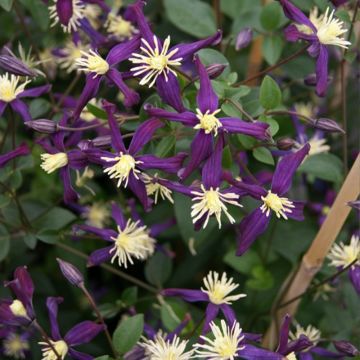 Clematis flammula Aromatica - Clemátide olorosa