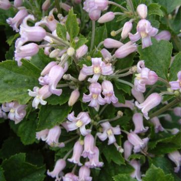 Clematis heracleifolia Pink Dwarf