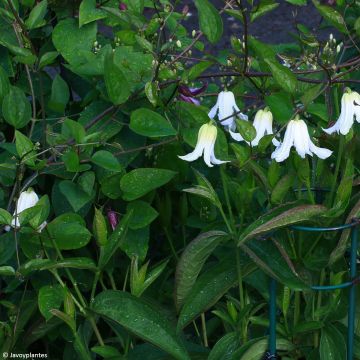 Clematis integrifolia Baby White