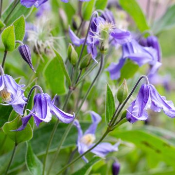 Clematis integrifolia - Clemátide