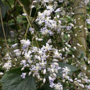 Clematis jouiniana Robert Brydon